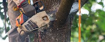 Professional Tree Care  in Norris City, IL